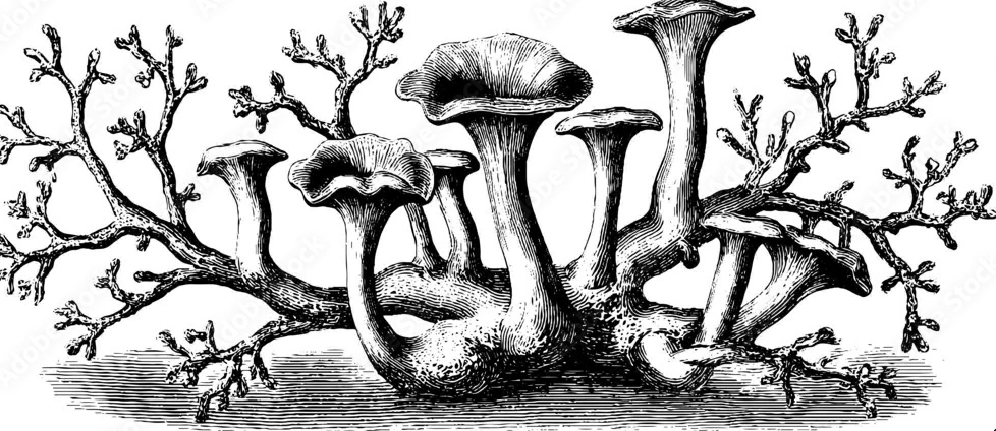 Media picture: 🌍 Mycelium Community
