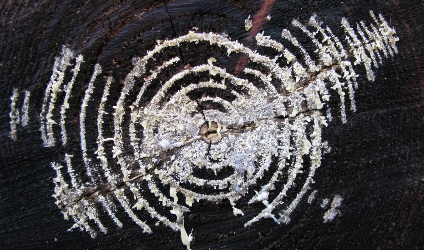 Media picture: 🍄 SOILSENSE PARTICIPATORY PROCESS