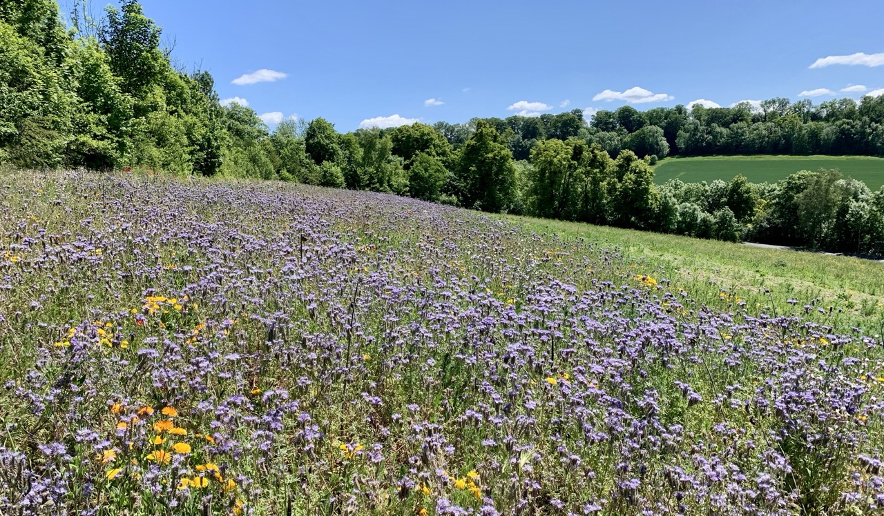 Imagen para los medios:  [COVERYOURSOIL] LIVING LABS FOR COVER CROPS TO PREVENT SOIL EROSION AND INCREASE BIODIVERSITY